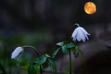 flower moon