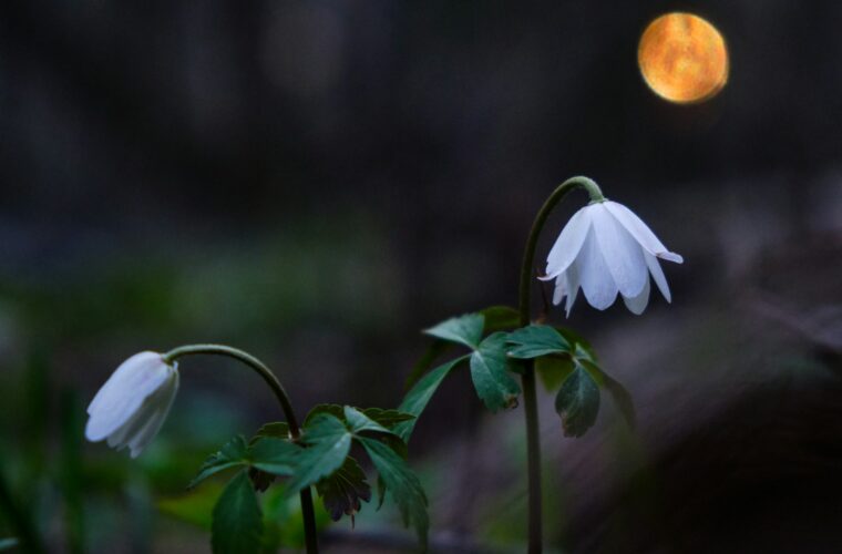 flower moon