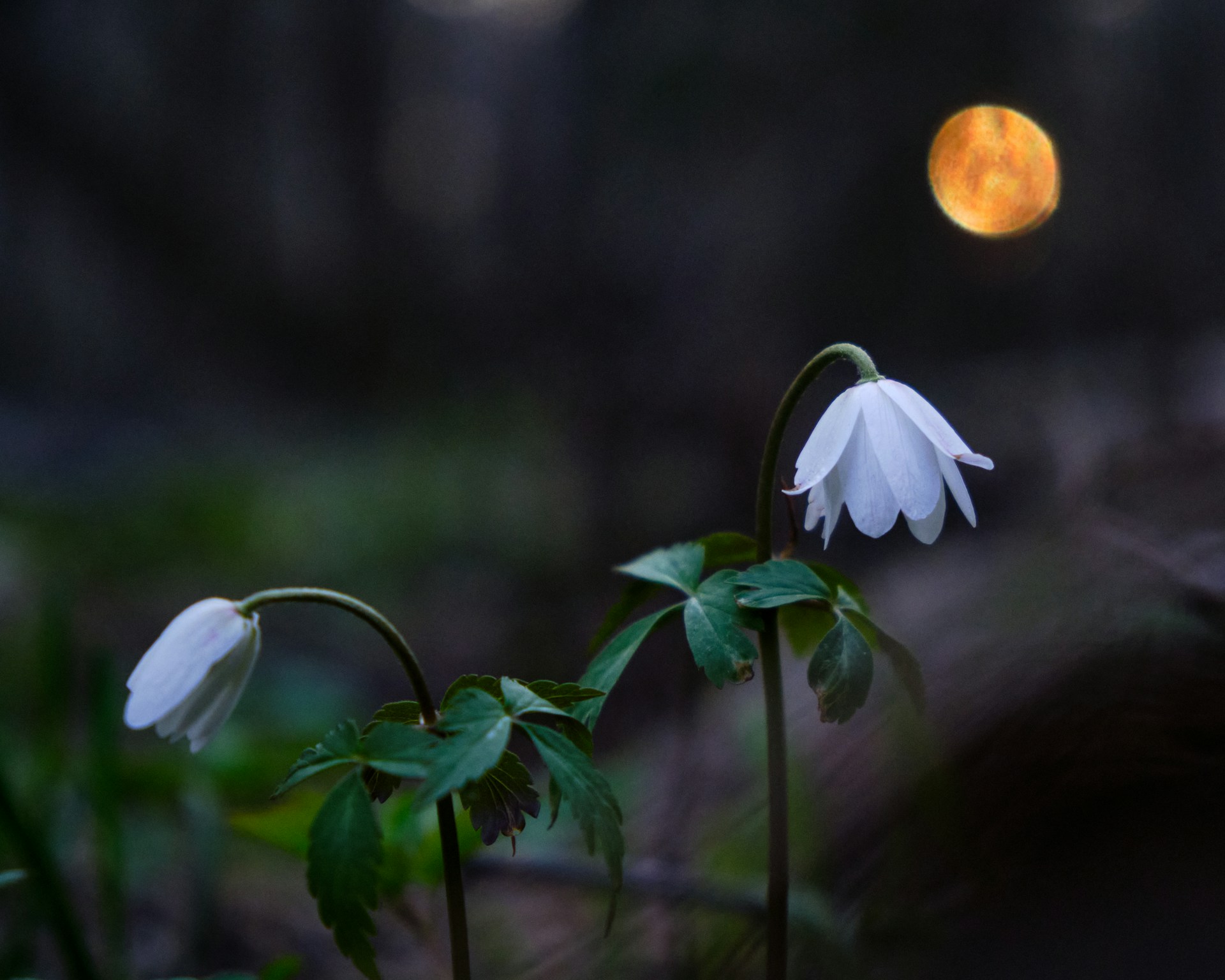 flower moon